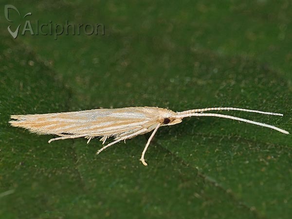 Coleophora linosyridella
