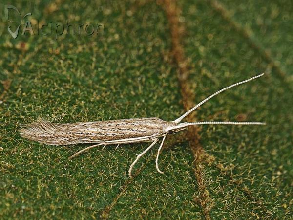 Coleophora directella