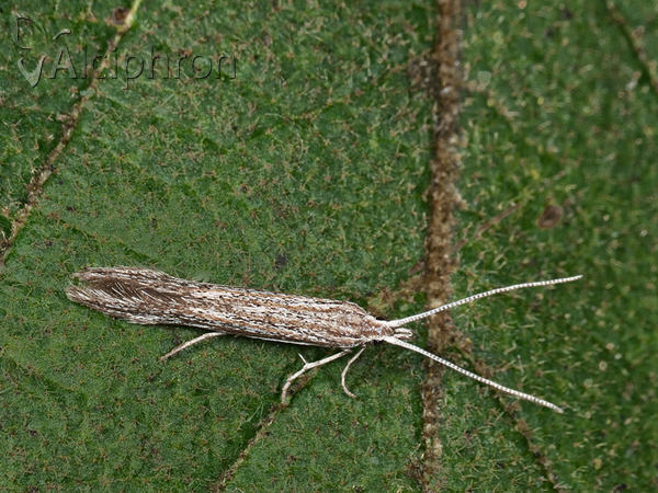 Coleophora directella