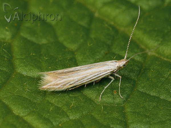 Coleophora inulae