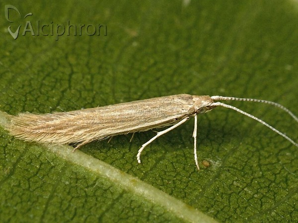 Coleophora striatipennella