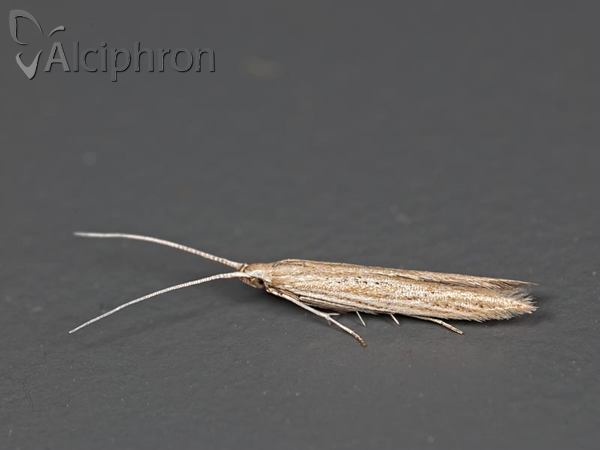 Coleophora striatipennella
