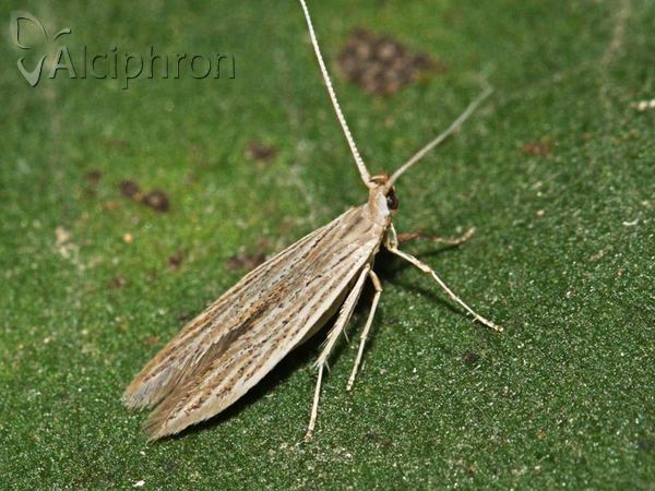Coleophora striatipennella