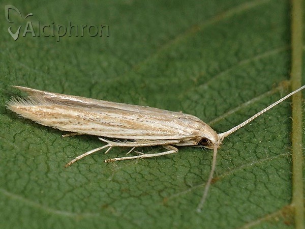 Coleophora albicans