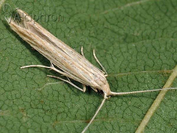 Coleophora albicans