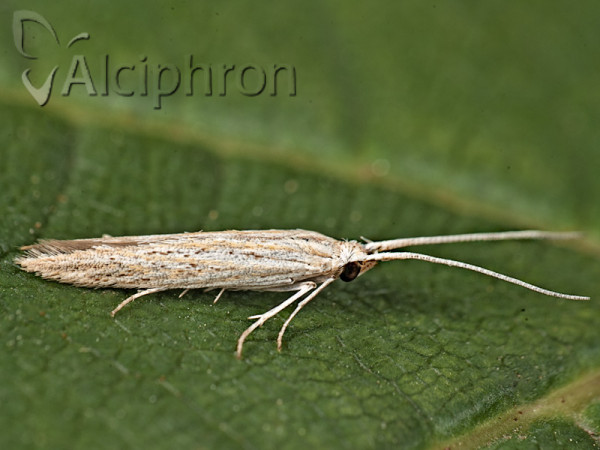 Coleophora argentula