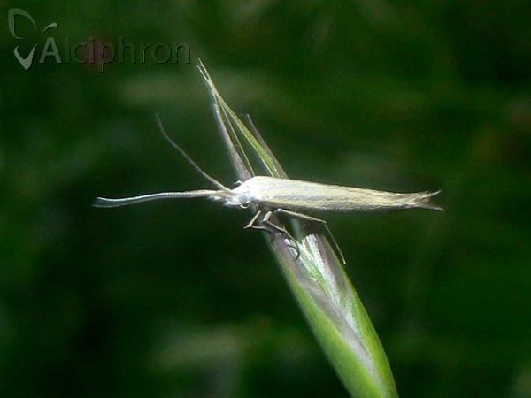 Coleophora adspersella