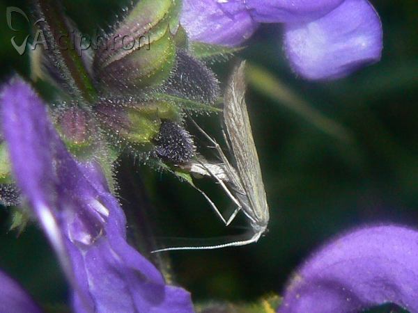 Coleophora adspersella