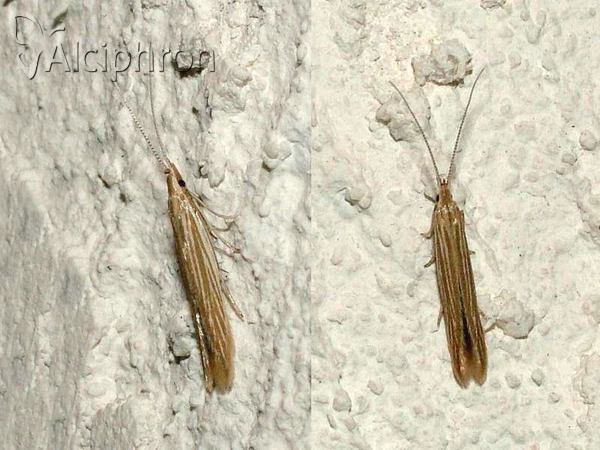 Coleophora adspersella