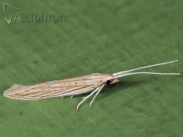 Coleophora nutantella