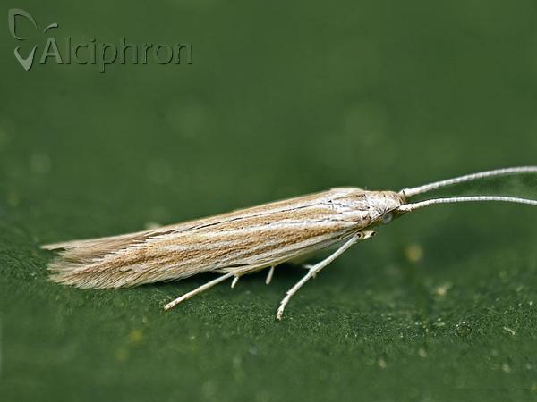 Coleophora nutantella