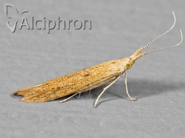Coleophora clypeiferella