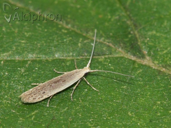Coleophora unipunctella