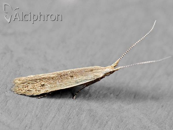 Coleophora unipunctella