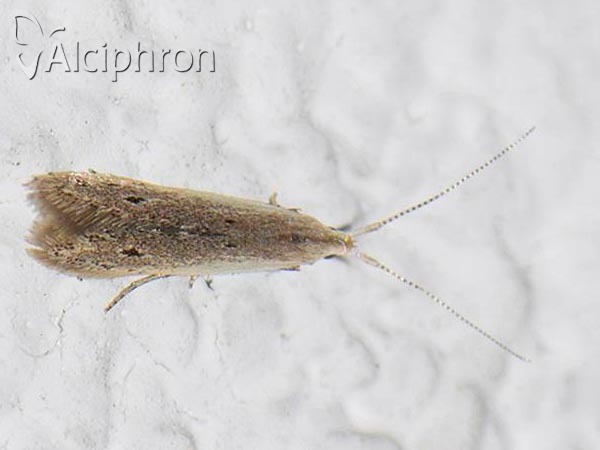 Coleophora unipunctella