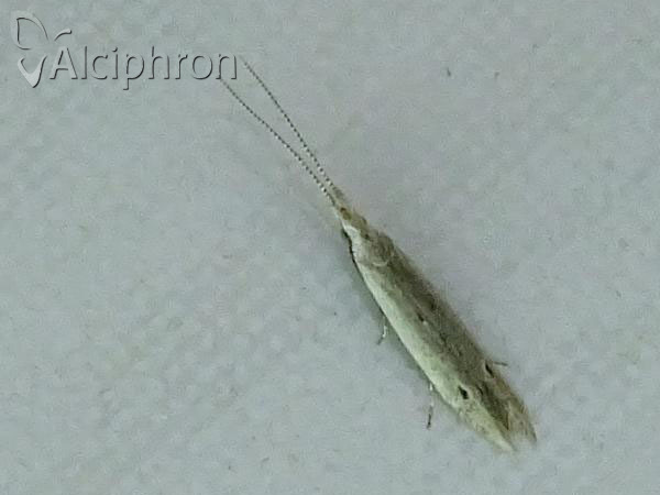 Coleophora unipunctella