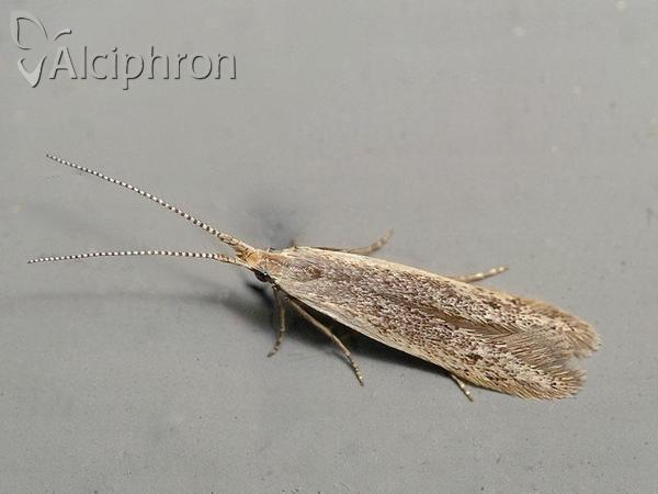 Coleophora unipunctella
