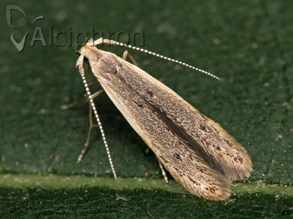 Coleophora unipunctella