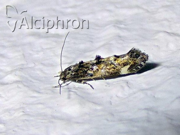Mompha conturbatella