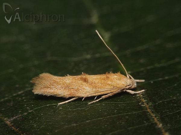 Mompha ochraceella