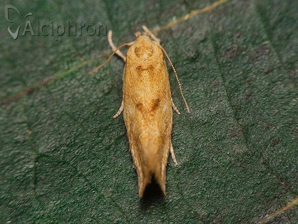 Mompha ochraceella
