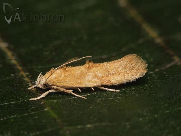 Mompha ochraceella