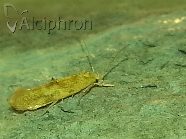 Mompha ochraceella
