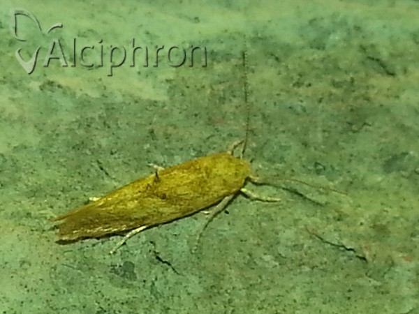 Mompha ochraceella
