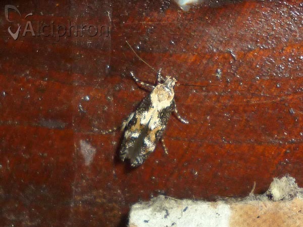 Mompha divisella
