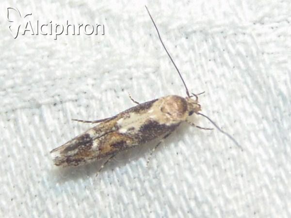 Mompha divisella