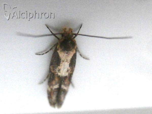 Mompha divisella