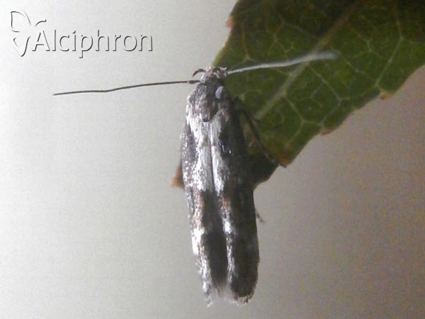 Mompha divisella