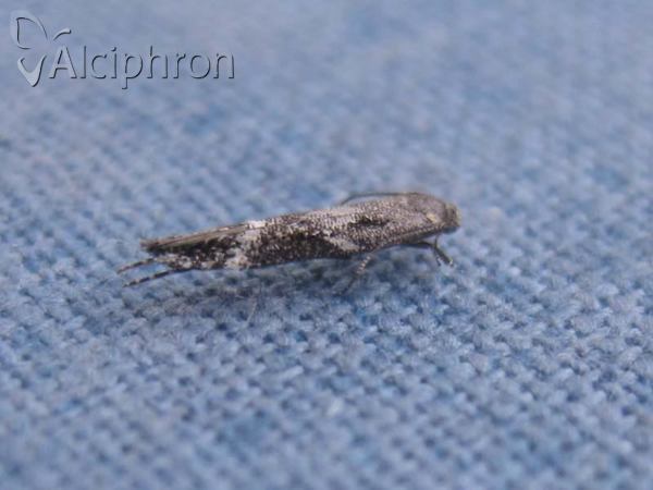 Mompha subbistrigella