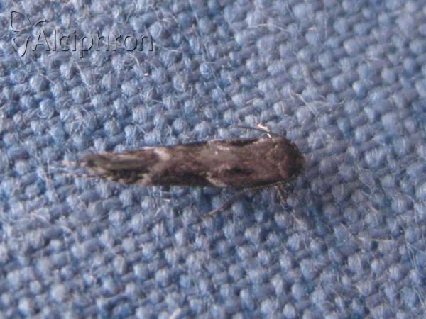 Mompha subbistrigella