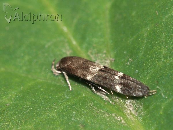 Mompha subbistrigella