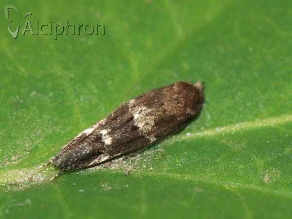 Mompha subbistrigella