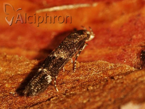 Mompha subbistrigella