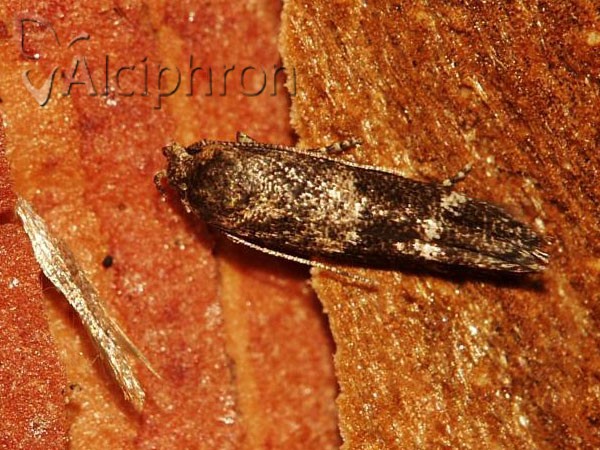 Mompha subbistrigella