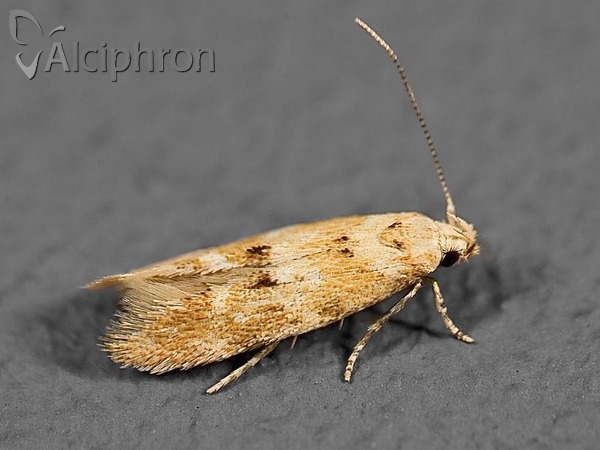 Mompha epilobiella