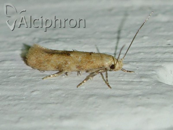 Mompha epilobiella