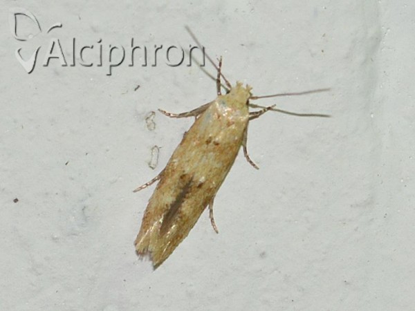 Mompha epilobiella
