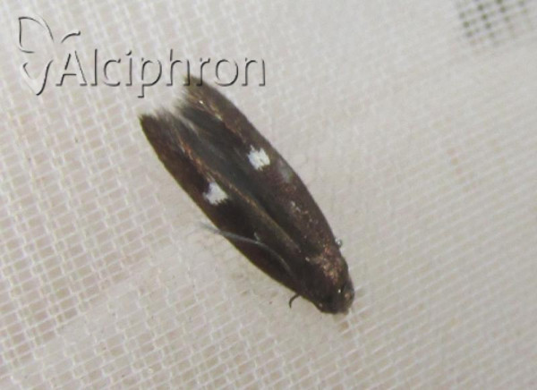 Mompha langiella