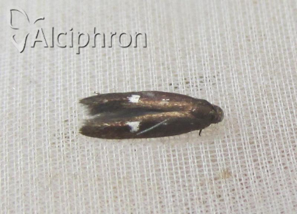 Mompha langiella