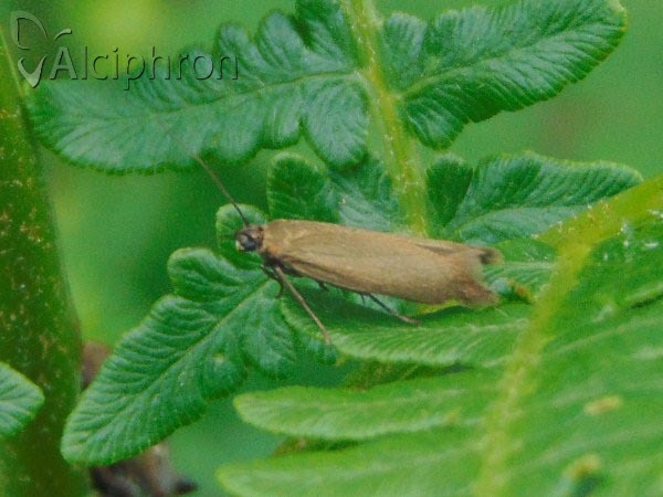 Scythris obscurella