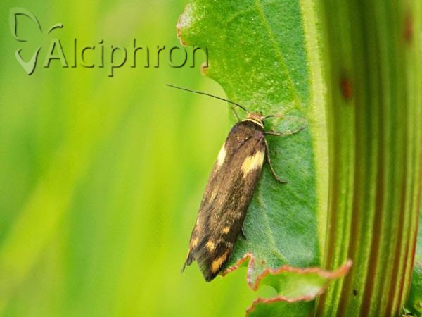 Scythris cuspidella
