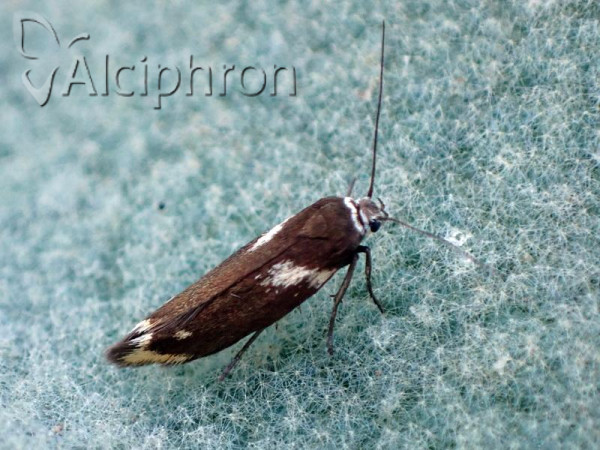 Scythris cuspidella