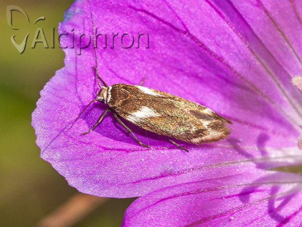 Scythris cuspidella