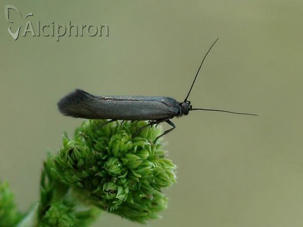 Scythris seliniella