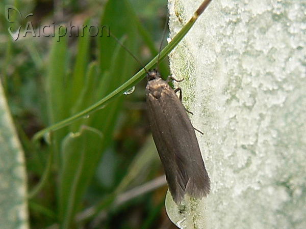 Scythris seliniella