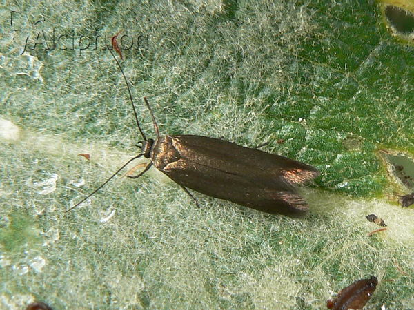 Scythris seliniella